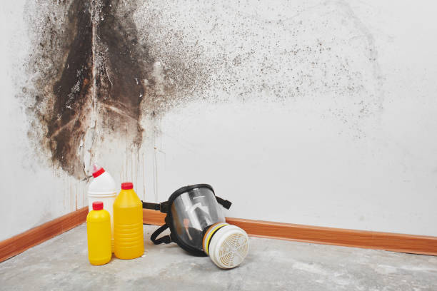 Best White Mold Remediation in North Tunica, MS