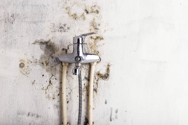 Best Industrial Mold Remediation in North Tunica, MS