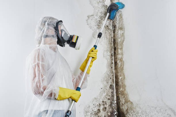 Best Basement Mold Remediation in North Tunica, MS