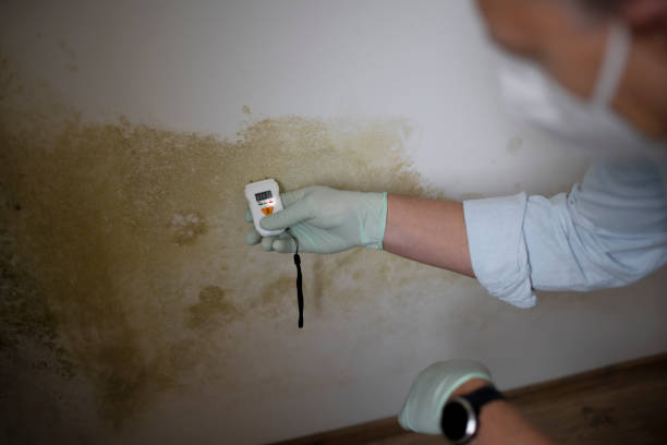 Reliable North Tunica, MS Mold Remediation Solutions