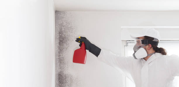 Best Health and Safety Mold Remediation in North Tunica, MS