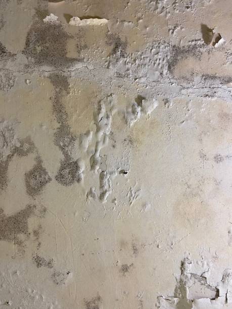 Best Bathroom Mold Remediation in North Tunica, MS
