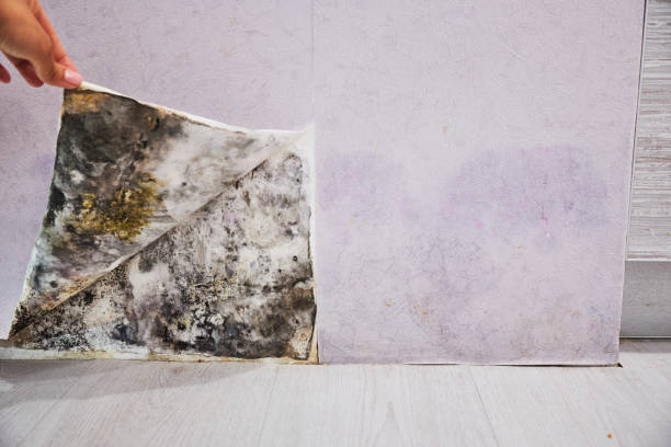 Best Commercial Mold Remediation in North Tunica, MS